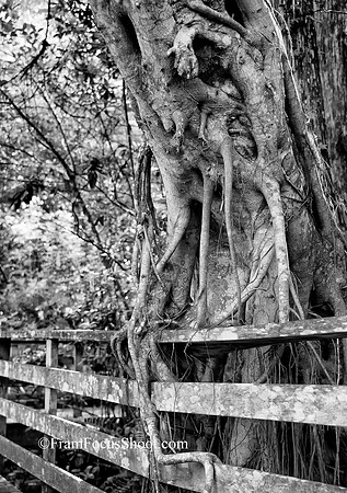 Strangler Fig.....