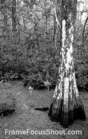 Lichen cover tree in Corkscrew Sanctuary