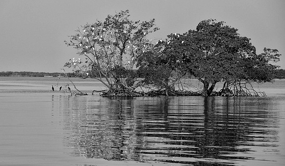 Coon key  bird rookery..