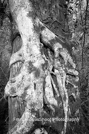 Corkscrew swamp  " Strangler Fig "