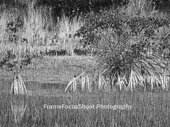 Marsh trail.  Mangroves
