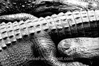 Gator snuggle
