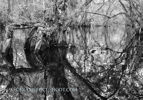 Swampwalk.....Everglades.. SWF