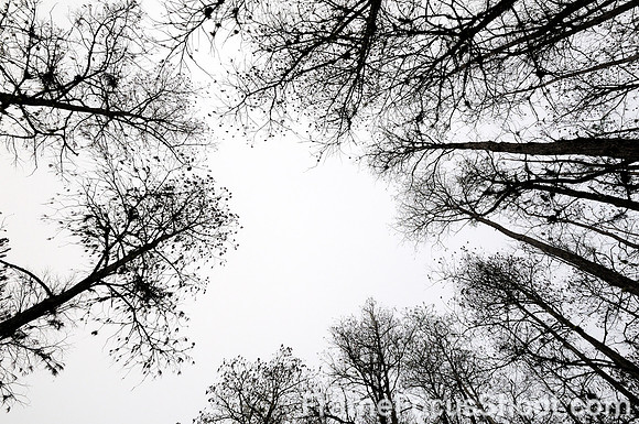 Looking up at Corkscrew sanctuary 2 .