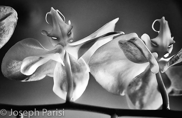Angel Orchids...