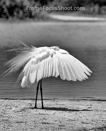 Great Egret