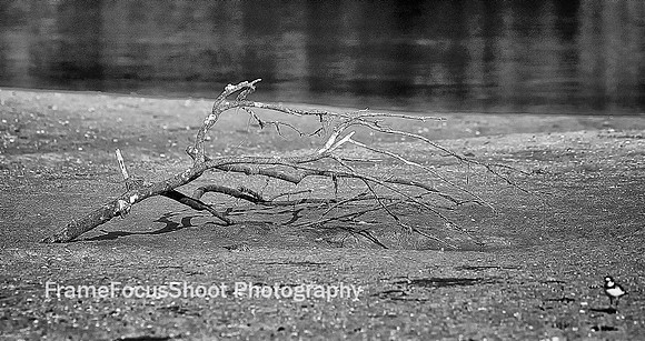 Drift wood on Ding Darling .
