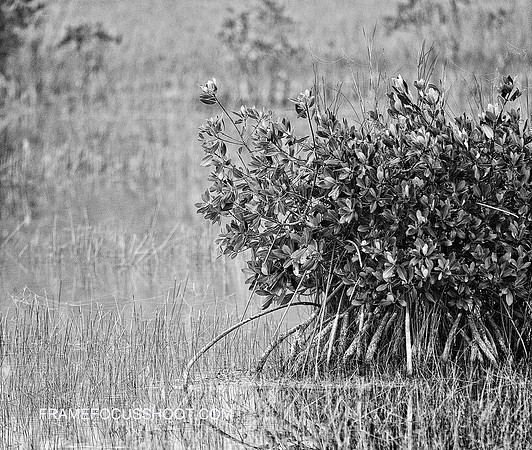 Mangroves..Marsh Trail, FL.