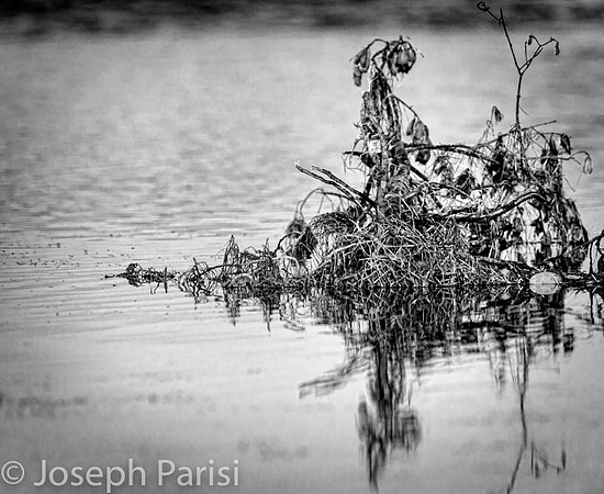 Dying Mangrove....Everglades...SWF