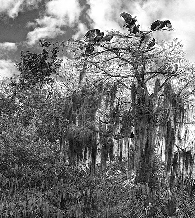 Herns Marsh.