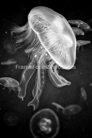 Dancing Jelly Fish