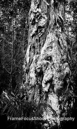 Face in the woods.