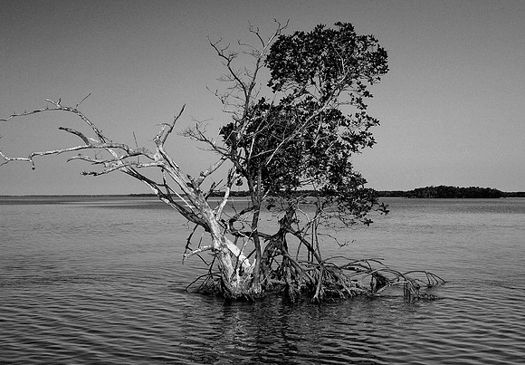 Old Mangrove......  Coon key   SWF.