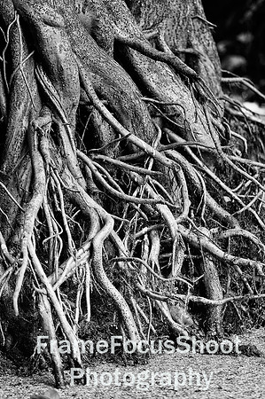 Mangrove roots....