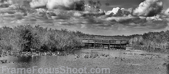 Bridge on Anhinga trial.. SW FL.