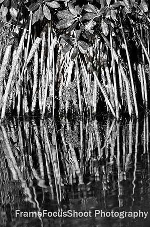 Mangroves.