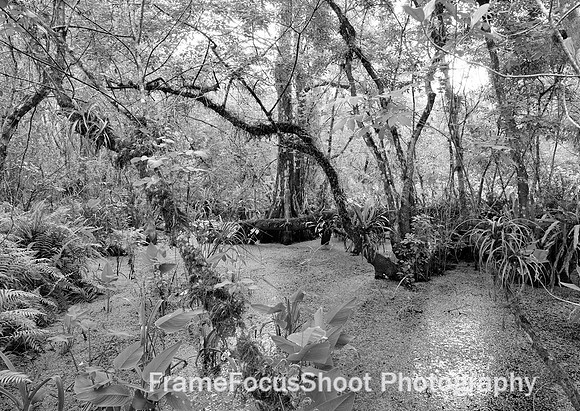 Corkscrew swamp . winter