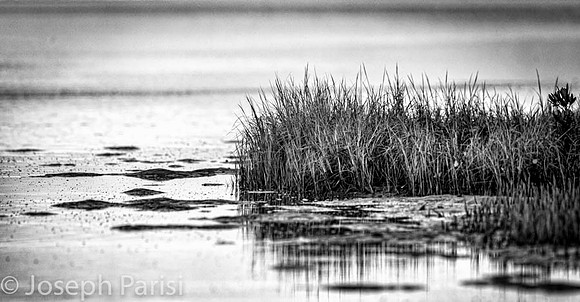 Tiger tail reeds.....Marco Island.
