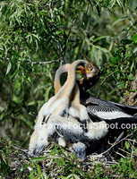 Anhinga feeding sequence 2.