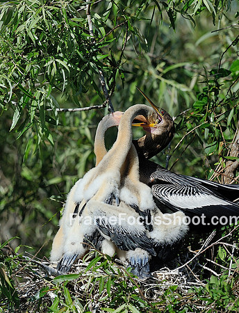 Anhinga feeding sequence 2.