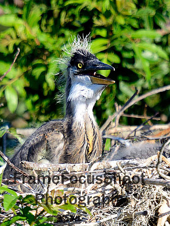 Great Blue Heron,  Chick 3-4 weeks old.  Venice Rookery