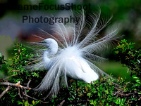 Great White Egert...  Breeding Display.   Venice Rookery.