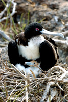 Magnificent frigate and chick nesting