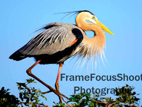 Great Blue Heron...Venice Rookery