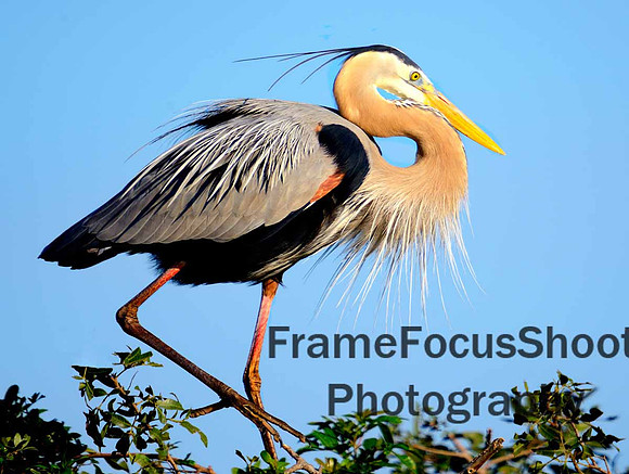 Great Blue Heron...Venice Rookery