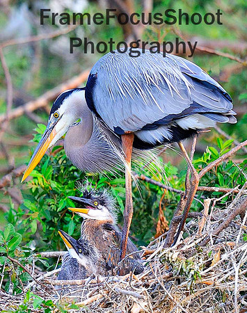 Great Blue Heron & Chicks, .   Venice Rookery