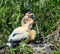 Anhinga chicks 2 weeks old.