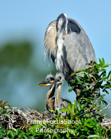 Great blue & twin chicks.  Venice rookery