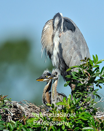 Great blue & twin chicks.  Venice rookery