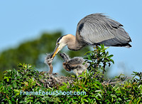 Great Blue Heron feeding chicks.