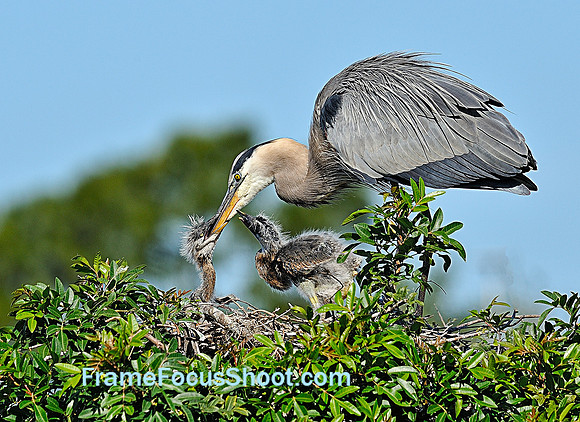 Great Blue Heron feeding chicks.