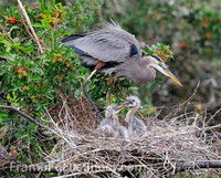 Great blue heron and chicks