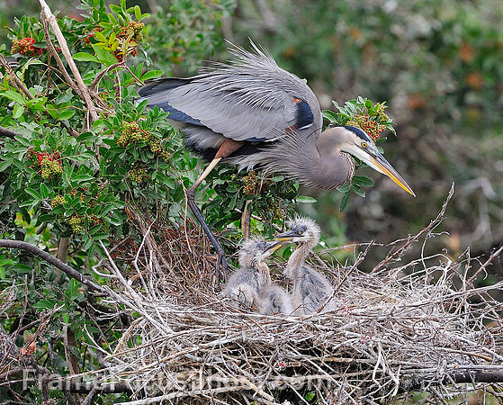 Great blue heron and chicks