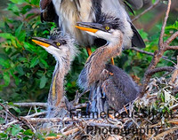 Baby chicks and breeding plumage.