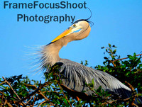 Great Blue Heron ..Head Shot.. Venice Rookery