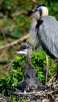 Great Blue Heron & Chick, Siode view .  Venice Rookery