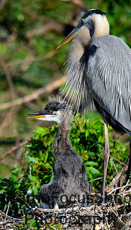 Great Blue Heron & Chick, Siode view .  Venice Rookery