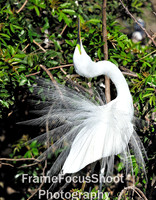 Great white heron, breeding dispay & plumage. Everglades