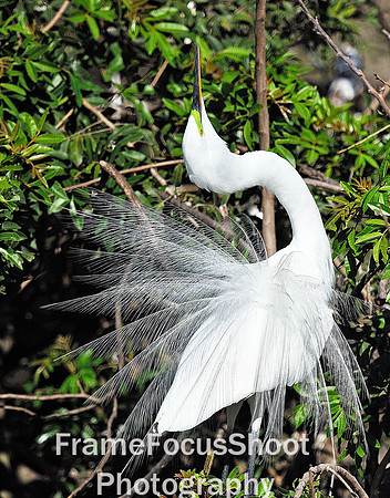 Great white heron, breeding dispay & plumage. Everglades