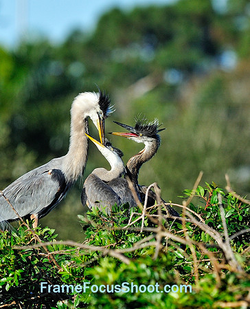 Great Blue heron feeding chicks.
