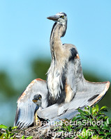 Great blue heron displaying chick.  Venice rookery