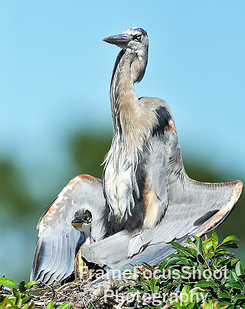Great blue heron displaying chick.  Venice rookery