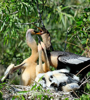 Anhinga feeding sequence 4.