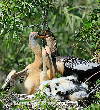 Anhinga feeding sequence 4.