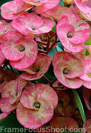 Pretty pink.