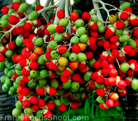 Palm seed pods.